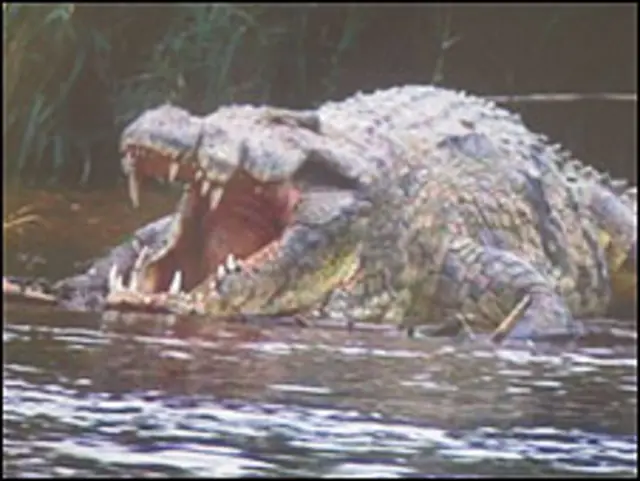 मगरमच्छ