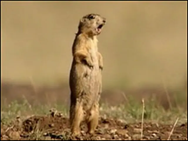 Foto do documentário 'Prairie dogs, talk of the town', exibido pela BBC2