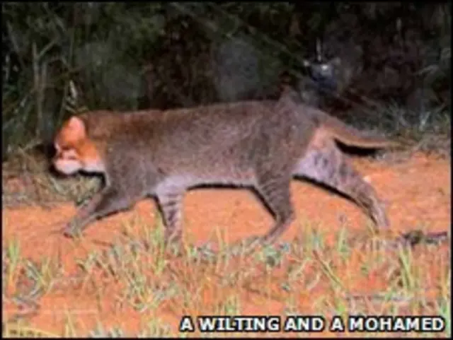 gato-de-cabeça-chata (Prionailurus planiceps) Foto: A Wilting e A Mohamed