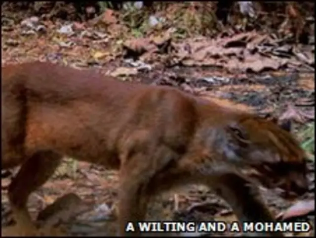gato-vermelho-de-Bornéu Foto: A Wilting e A Mohamed