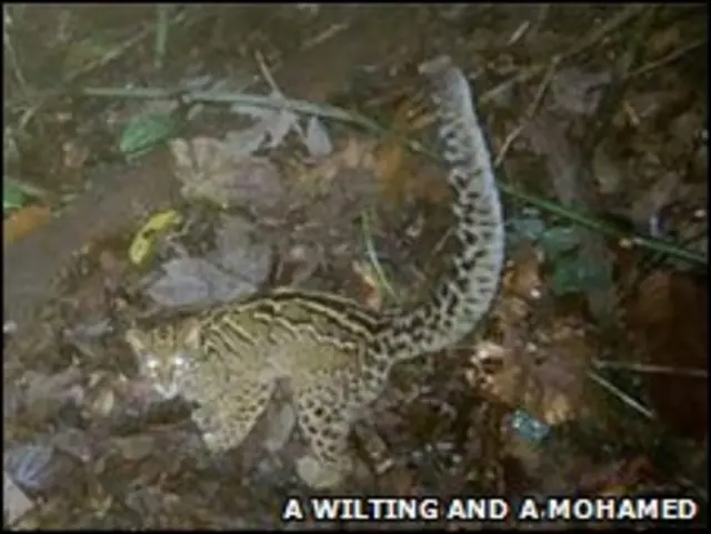 Gato marmorado (Pardofelis marmorata) Foto: A Wilting e A Mohamed