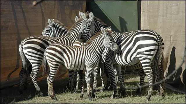 Zebras capturadas (imagem: Serviço de Vida Selvagem do governo do Quênia)
