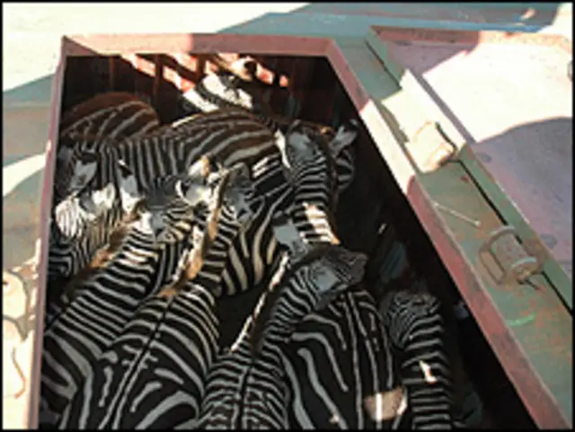 Zebras capturadas (imagem: Serviço de Vida Selvagem do governo do Quênia)