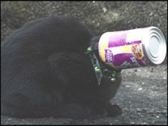 Gata com lata entalada na cabeça