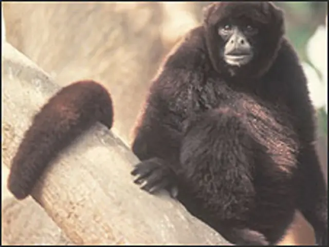 Oreonax flavicauda (Foto: CI/Stephen D. Nash)