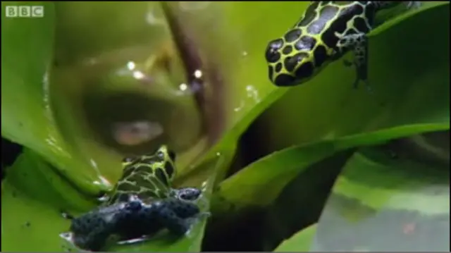 Rãs da espécie 'Ranitomeya imitator'