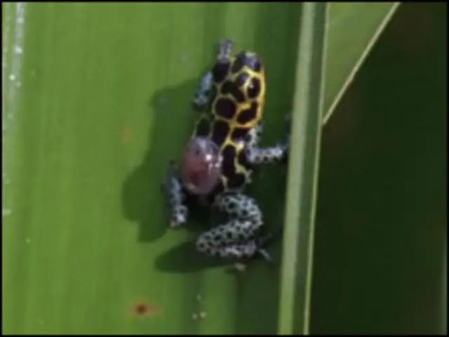 Rã da espécie Ranitomeya imitator