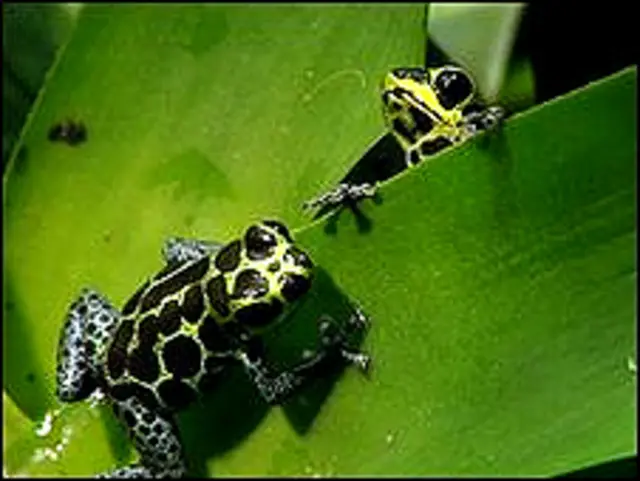 مِمک پوائزن مینڈک