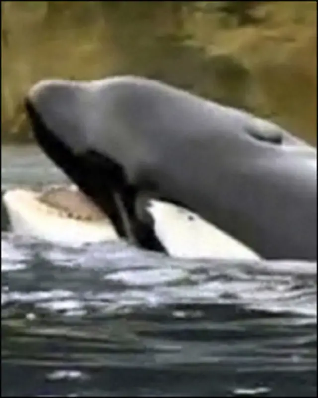 قاتل ویل تیلیکم خاتون پر حملے سے پہلے