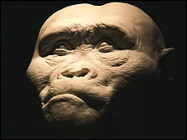 آسترالوپیتکوس