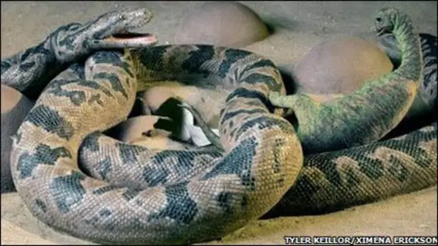 अजगर और डायनासोर की एक कलाकृति