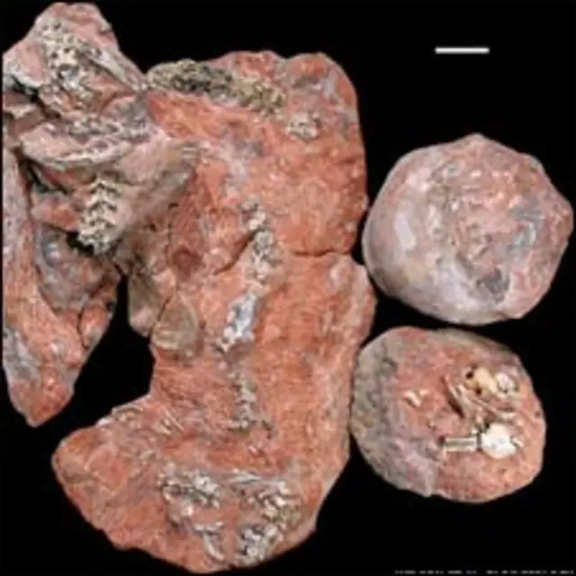 गुजरात में मिले जीवाश्म