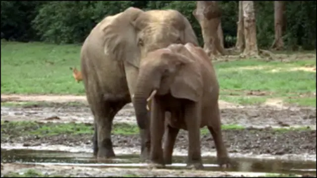 O filme foi produzido em uma reserva natural na República Centro-Africana