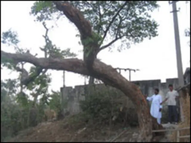 ख़ुदीराम बोस के समाधिस्थल के निकट पेड़