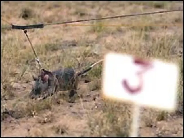 Крыса на минном поле