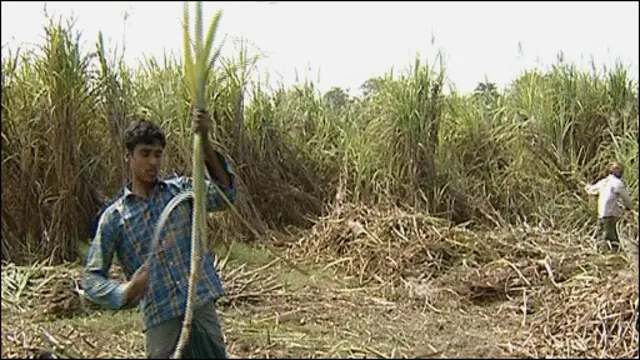 Pemanfaatan bahan bakar bio ditentang karena dinilai akan mengancam produksi makanan.