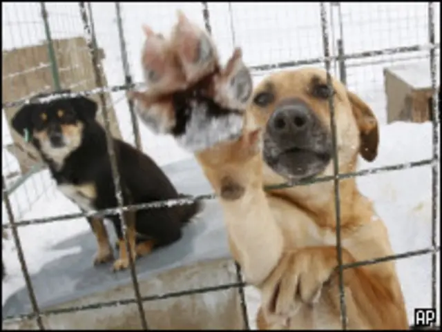 Собаки в клетке