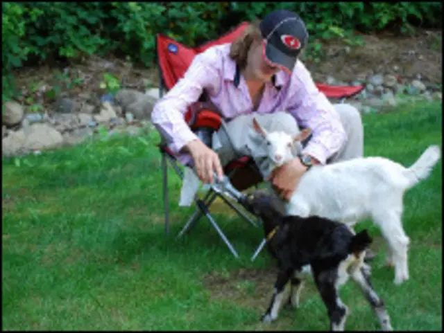 Молодой человек кормит козлят