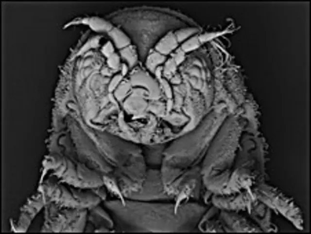 Морські рачки