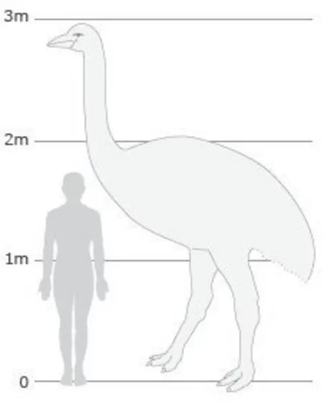 Desenho comparando pássaro elefante com humanos