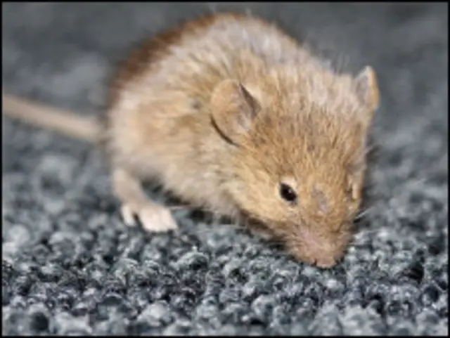 los ratones se asustan de los perros