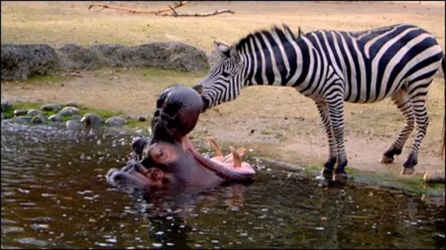 दरियाई घोड़ा और ज़ेब्रा