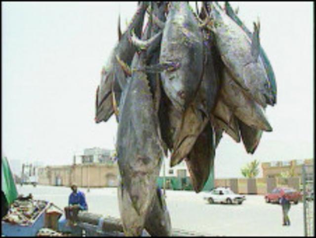 Улов тунца в Сенегале