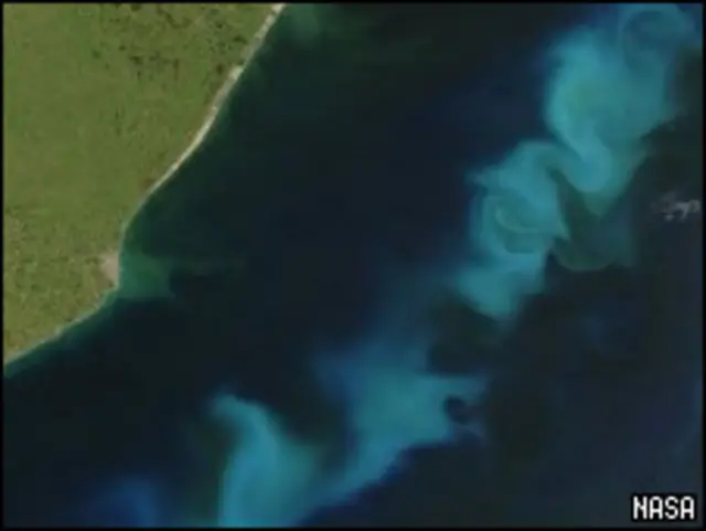 водоросли в океане