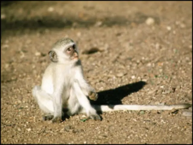 Обезьянка vervet