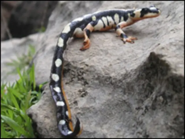 Kadal Kaiser bertutul