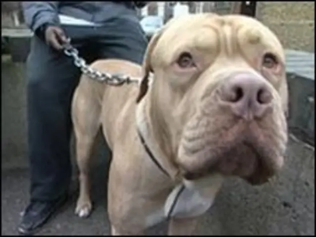 腾龙说事:如何惩治恶犬 - BBC News 中文