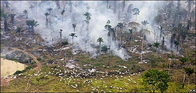 Tala de árboles en el Amazonas