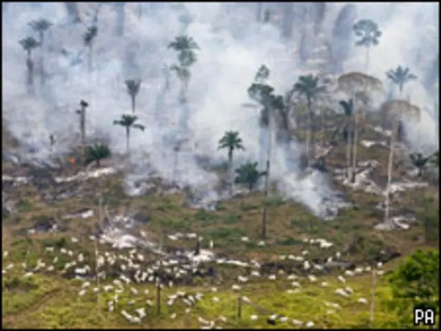 سوزاندن جنگل برای دامداری