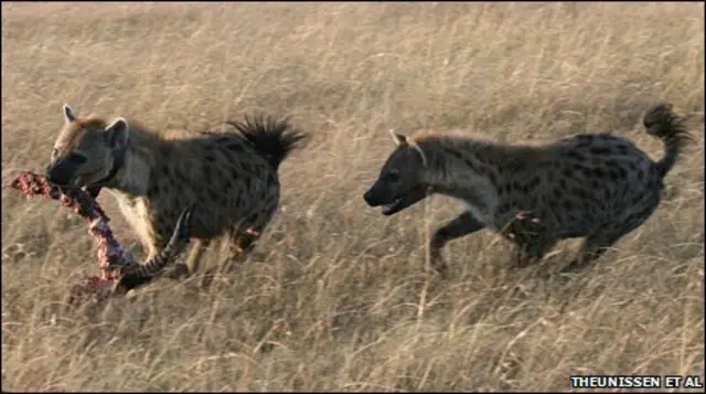 Hienas 