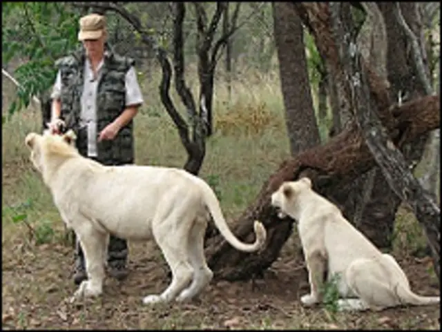 Jenny Schmidt com os leões Zuba e Cobra (foto: cortesia de Jenny Schmidt)