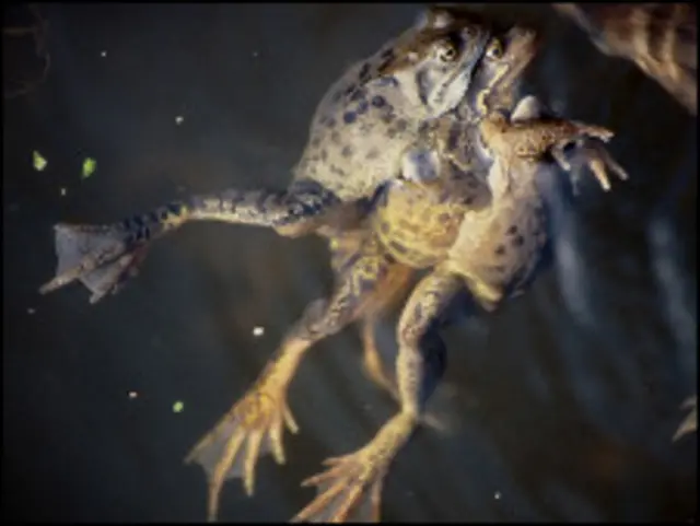 Чтобы жабы прервали спаривание, должно произойти нечто сверхестественное