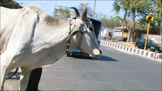新德里街头某处路边一头拉车的牛在休息（11/3/2010）
