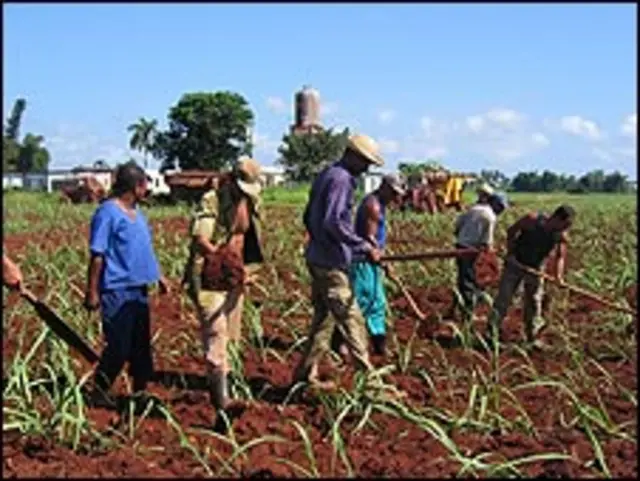 Cultivos en Cuba. Foto de Raquel Pérez