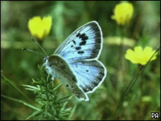 Хрупкая мечта о красоте и счастье