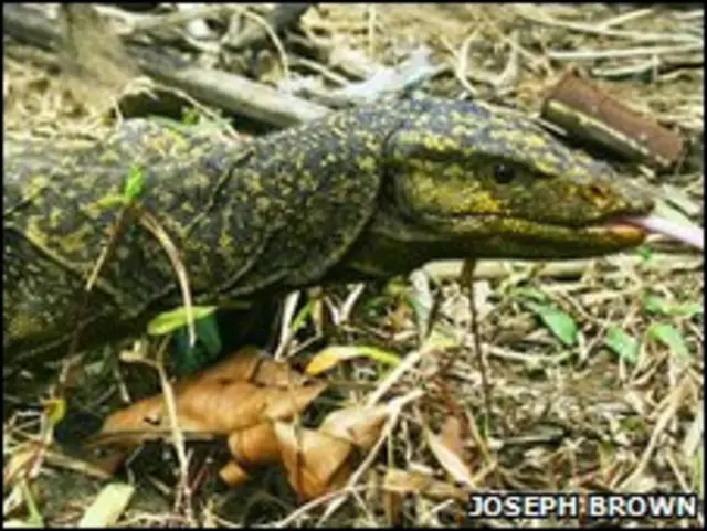 Varanus bitatawa ведет очень скрытный образ жизни