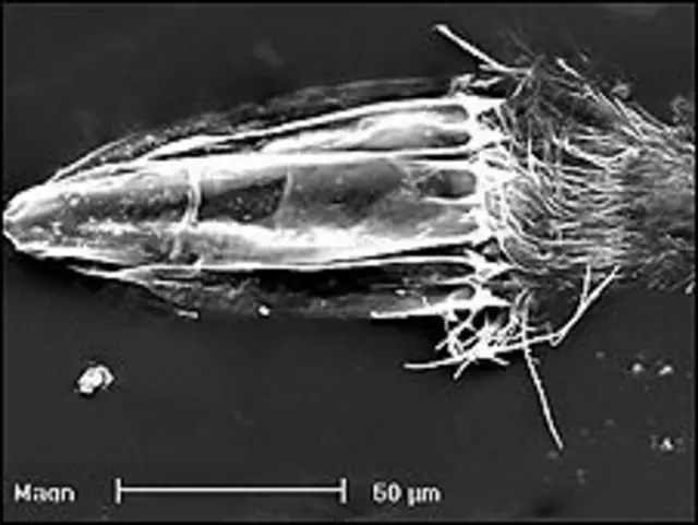 Loricífero descubierto en L'Atalante (Roberto Danovaro)