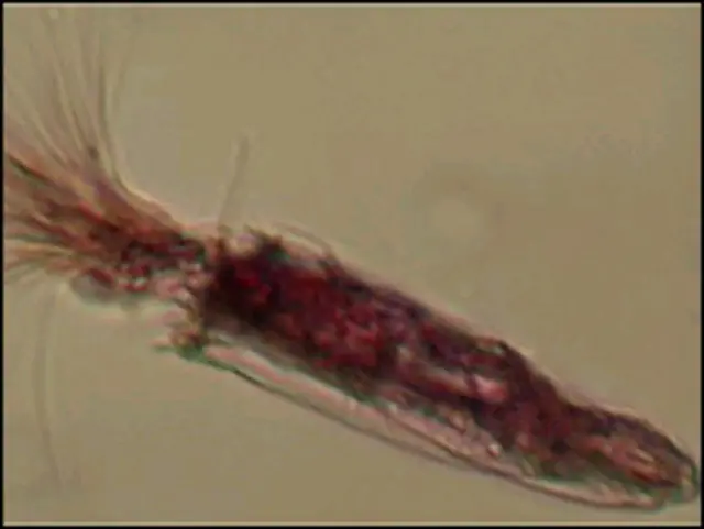 एक मिलिमीटर आकार के ये जीव एक मोटी रक्षात्मक परत में लिपटे हुए हैं