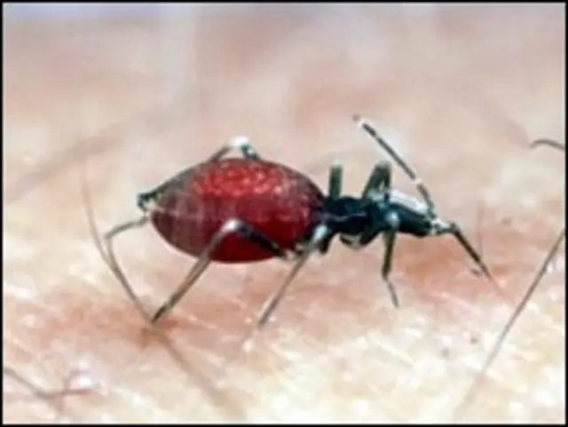 los perros llevan chinches