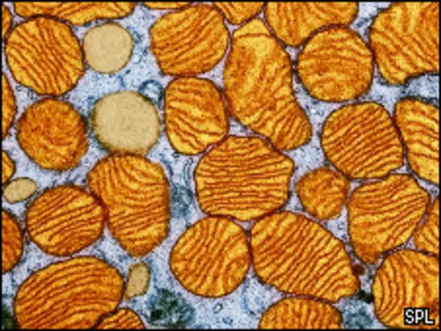 Митохондрии