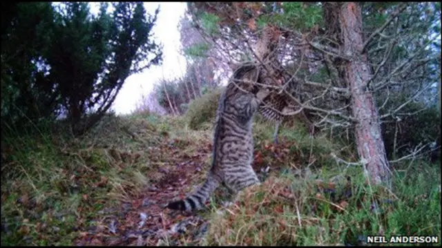 Шотландская дикая кошка