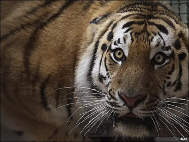 تصویری از ببر روسی معاوضه شده با یوزپلنگ ایرانی