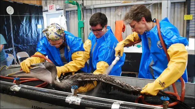 Ave manchada de petróleo