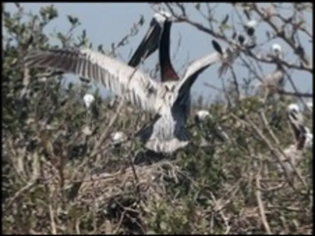 Pelican oilly