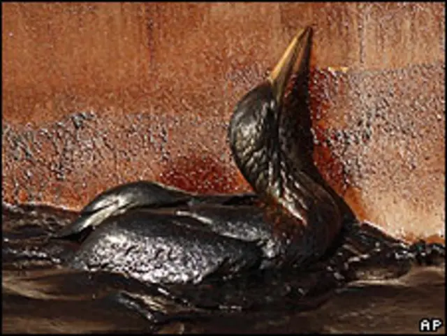 Ave afectada por el derrame