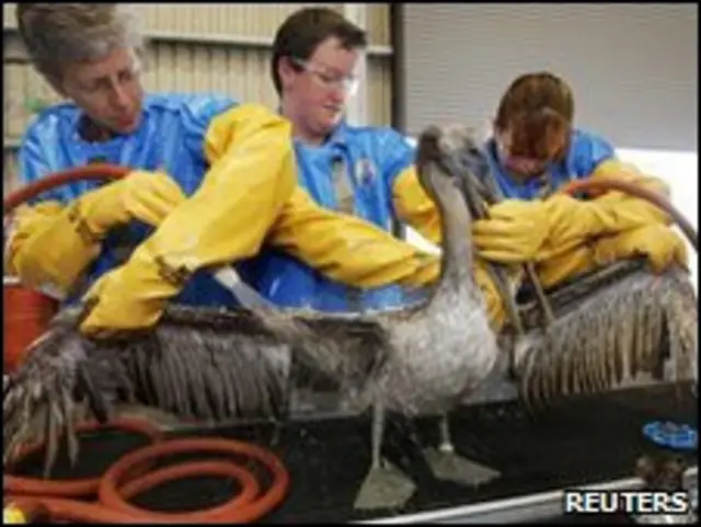 Veterinarios con un pelícano rescatado de las costas de Luisiana
